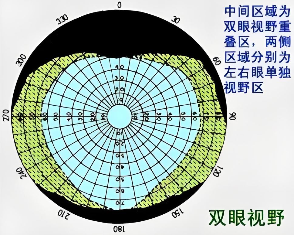 为什么你看不到自己的鼻子?——揭秘人眼视野边缘的秘密_汤锡强_主治医师_爱问健康