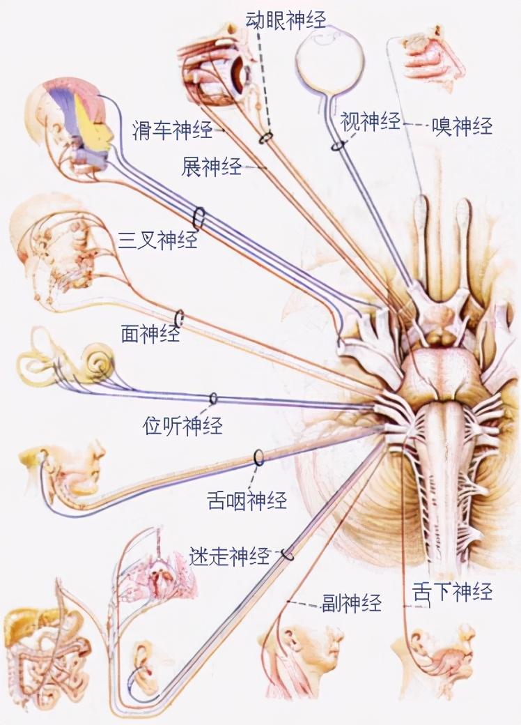 第八对为听神经,是由内耳向脑传达听觉和平衡觉的感觉神经