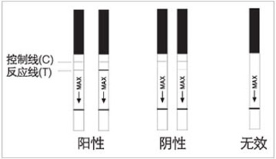 排卵试纸的显示结果有阴性,阳性,无效3种,试纸上本身会有一条有颜色的