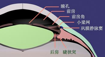 眼睛前房是哪里示意图图片