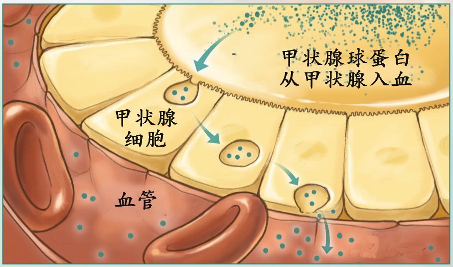 甲状腺结构 细胞图片