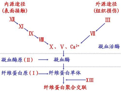肝素抗凝血的机制是什么?_岳文昌__爱问健康