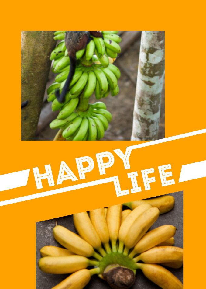 香蕉和芭蕉哪个更有营养?