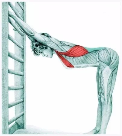 牵拉胸肌和背阔肌,站于墙前,双膝伸直,躯干前屈90°,双手掌撑住墙面