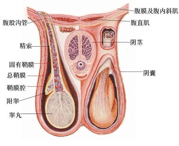 正常的阴囊外观 位置图片