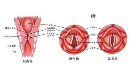 如:吸入有害气体,化学粉尘,长期用声过度或发音不当,以及鼻,鼻窦,咽或