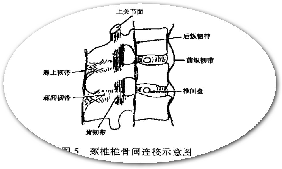 椎骨间连结解剖图图片