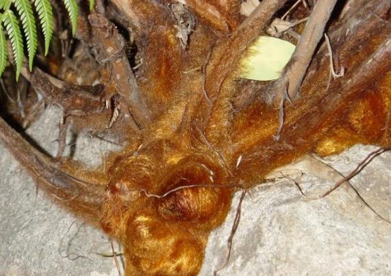 止血毛叫什么名字长在路边的七种止血草药，农村很常见!_https://www.jmylbn.com_新闻资讯_第7张