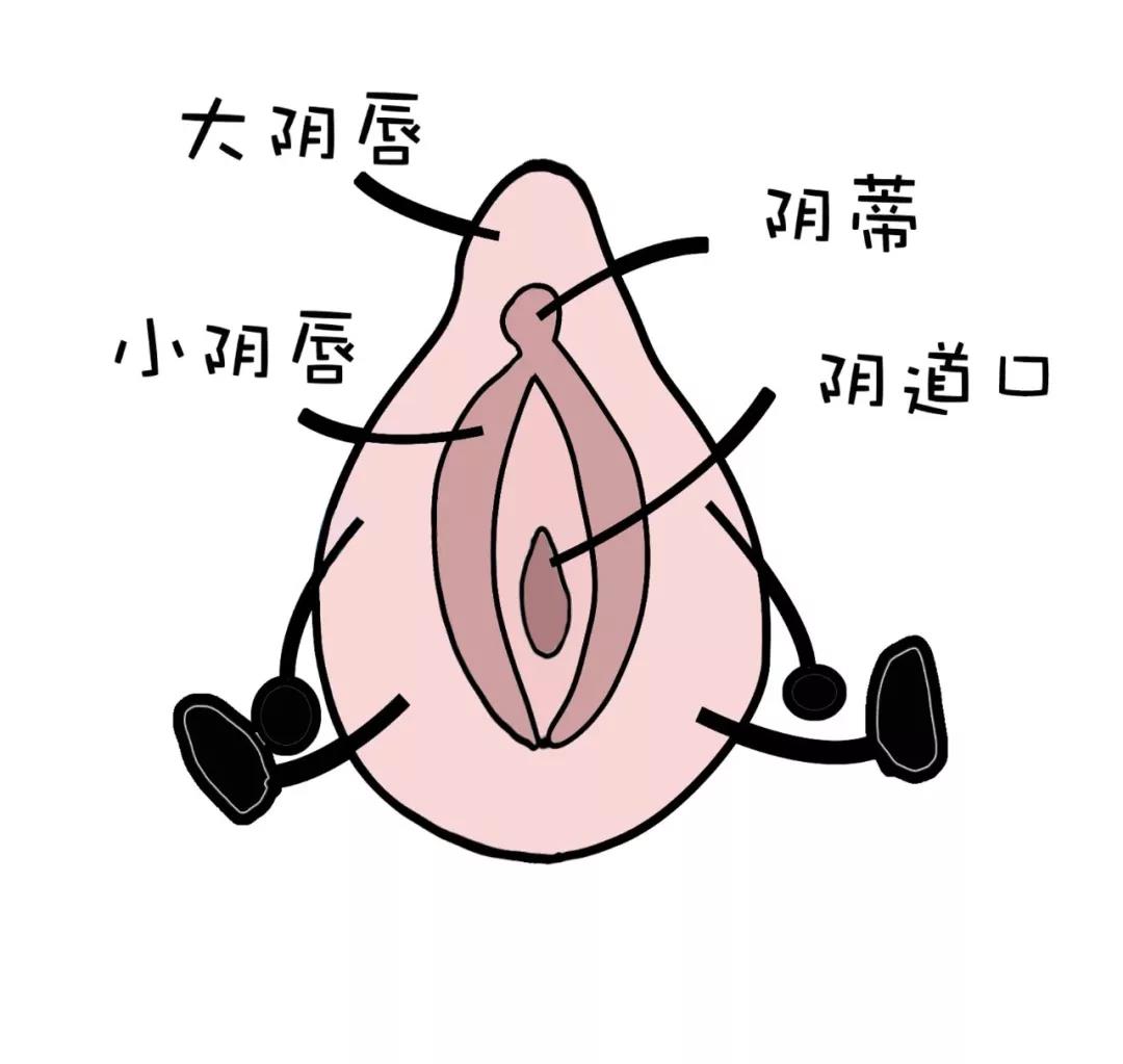 小阴唇 