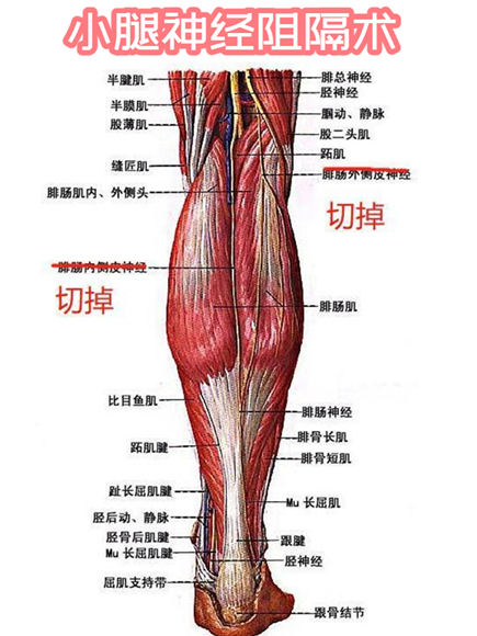 小腿的图片结构图图片