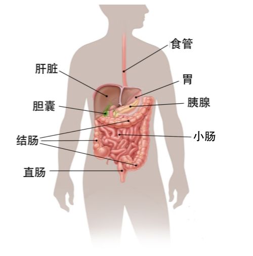 在医生看来,转移部位的癌细胞和结直肠上的是一样的,所以癌症总以其原