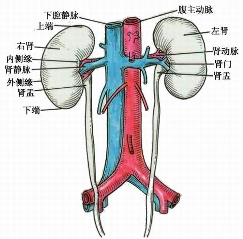 比较多,一方面是因为到了中晚期以后,子宫越来越大,会压迫下腔静脉