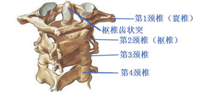 寰枢关节示意图图片