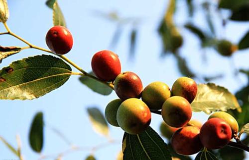 失眠,您选对药了吗? ——介绍几种安神药之酸枣仁篇