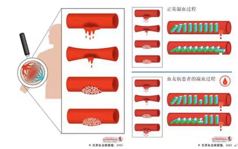 绿十字八因子图片