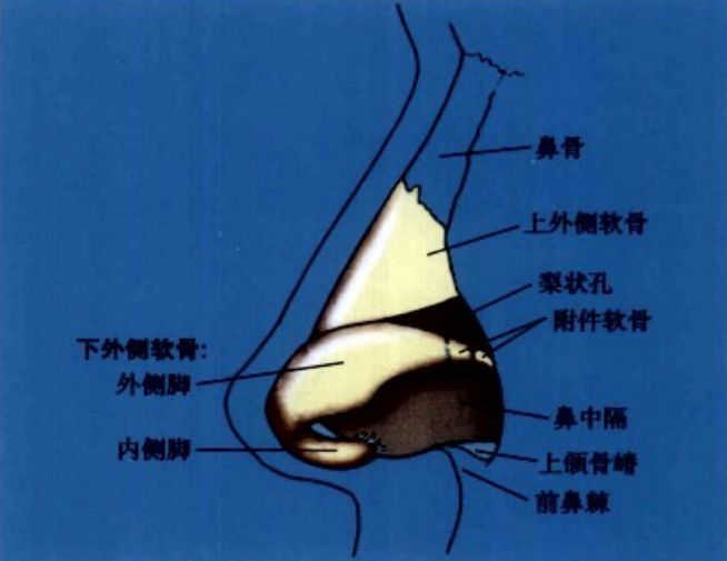 鼻背在哪个位置图片图片