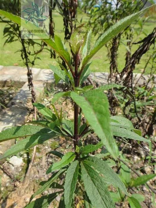 每天一味中草药:佩兰,,天然香水,驱赶蚊虫,也可沐浴存香_张会永_副主任医师_爱问健康