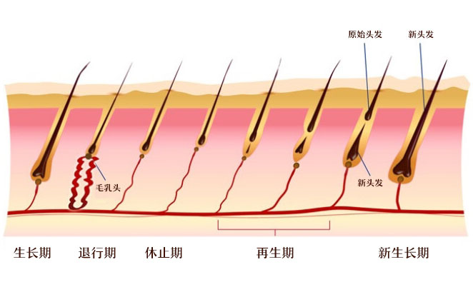 你知道吗?头发生长的真相!_刘长春_主任医师_爱问健康