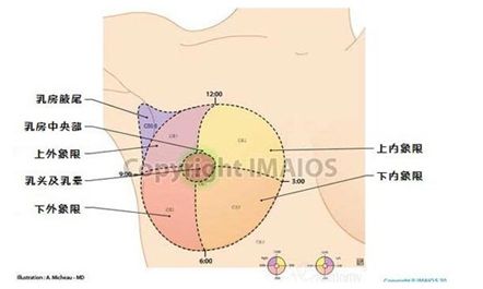 乳房四个象限图片