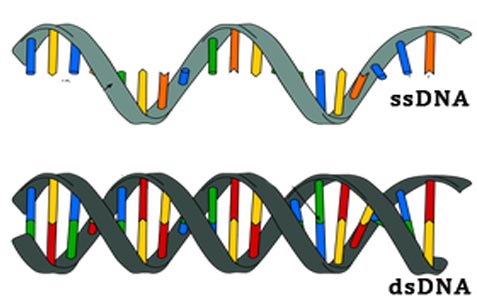 語学・辞書・学習参考書 Preimplantation Genetic Diagnosis メディカル ドゥ | 医療総合出版・企画制作の会社