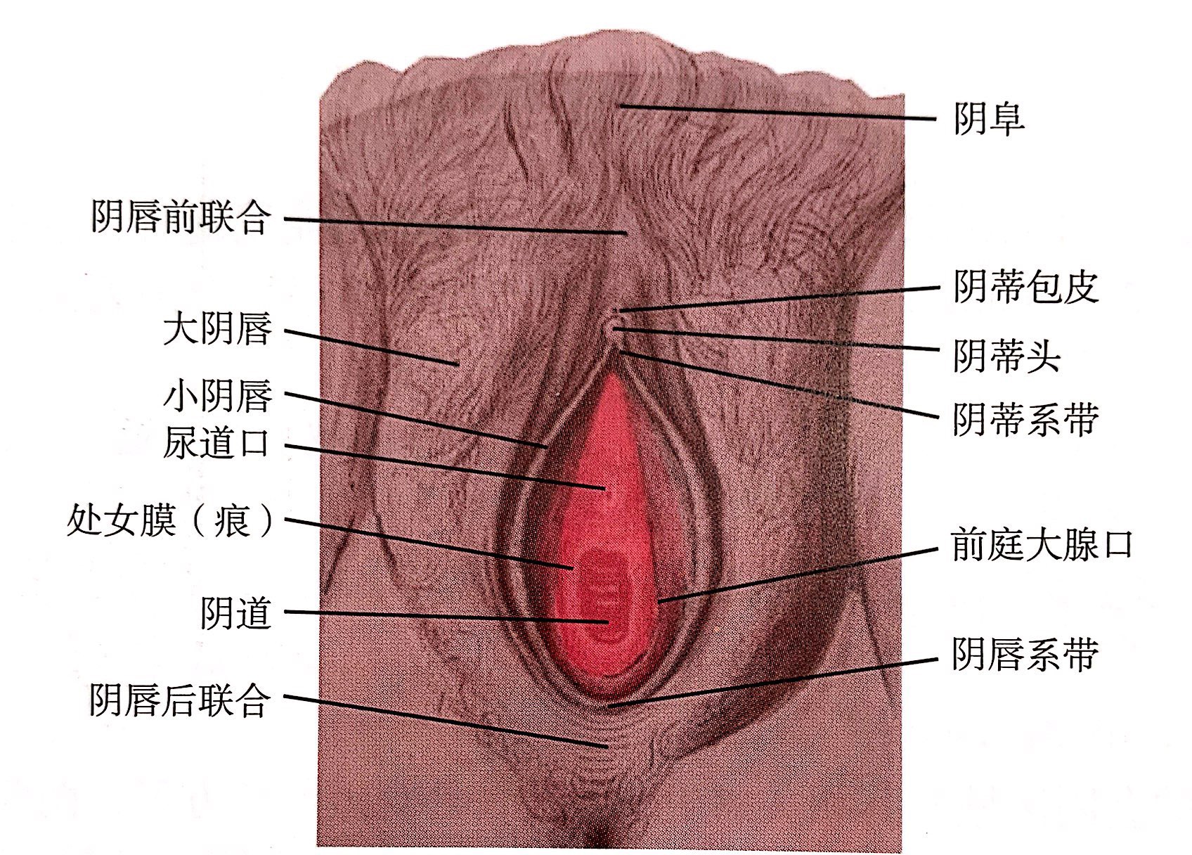 阴蒂 小阴唇全解】（十）我本来只想做小阴唇缩小术，为啥医生还让我_侯智慧_副主任医师_爱问健康