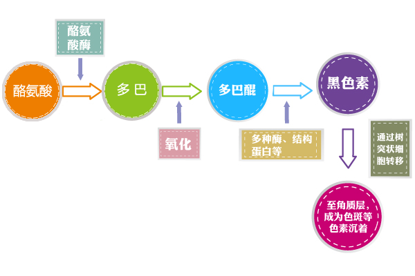 黑色素经由细胞代谢的层层移动