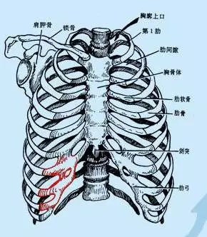 胸肋关节位置示意图图片