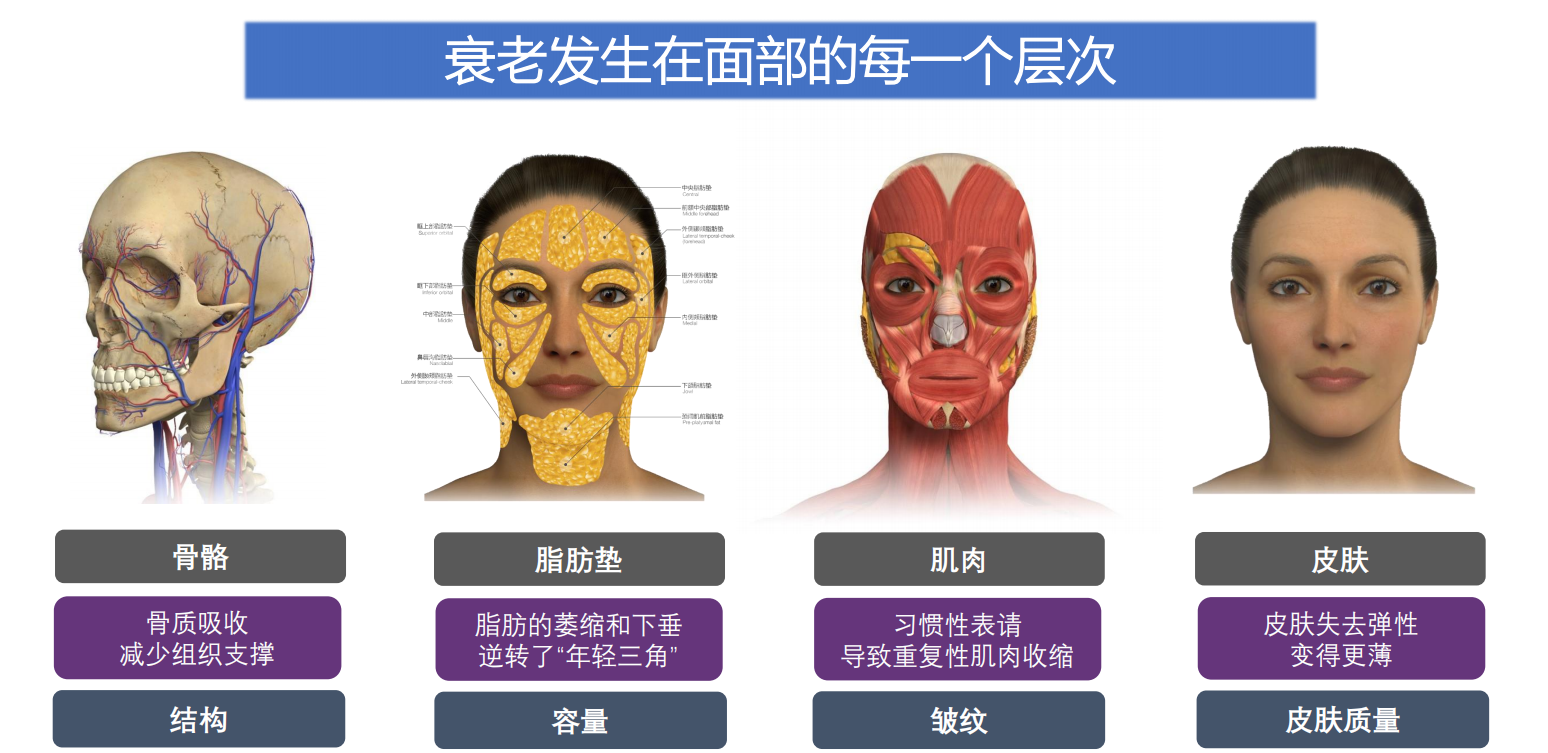 面部衰老的成因