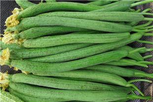 慢性咽炎试试丝瓜茶营养师为你支招