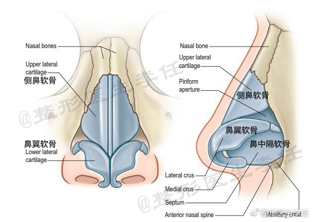 鼻软骨图片