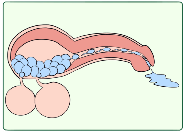 男性性腺轴图片