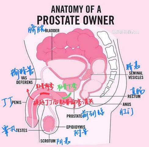 男性生理构造全身图片