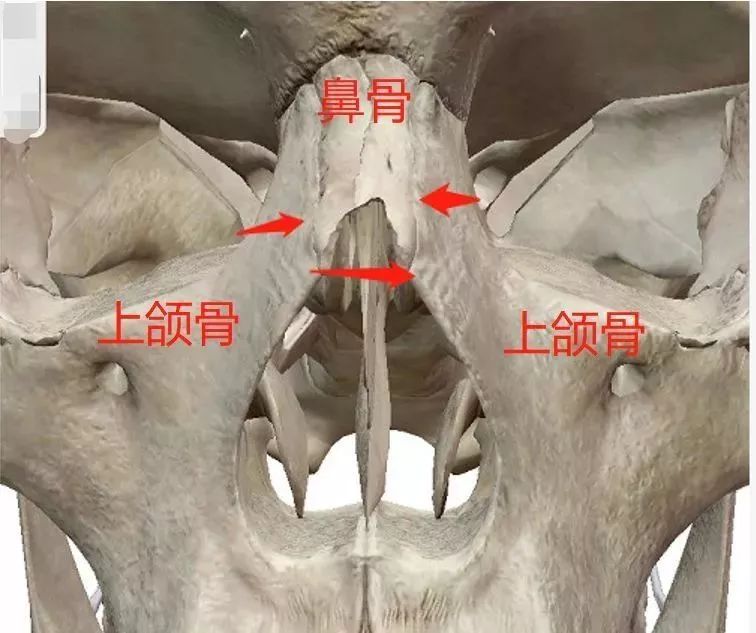 为啥有的人鼻子侧面看挺高,但正面看不出来?_朱晓浩_副主任医师_爱问健康