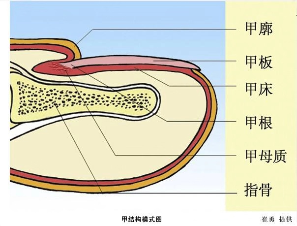 指甲盖结构图图片