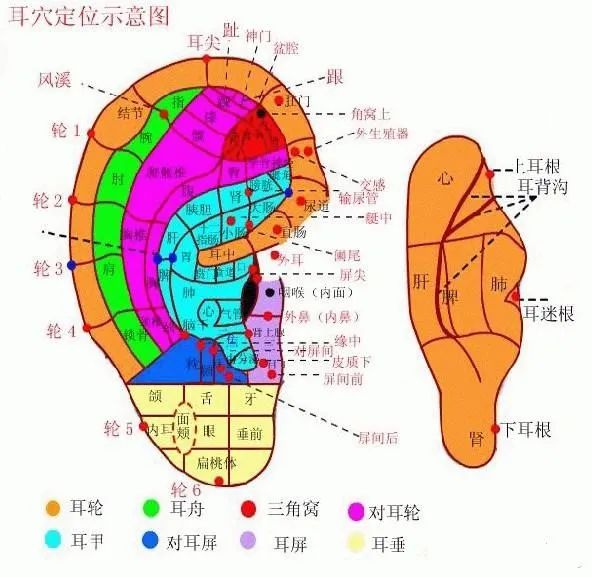 耳朵上压个豆