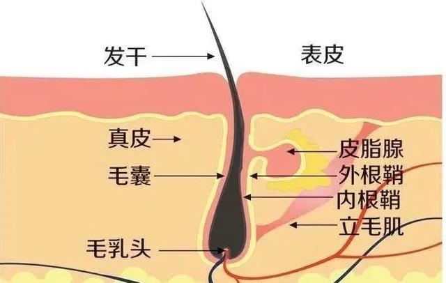 你快给我查查我到底有多少根头发!