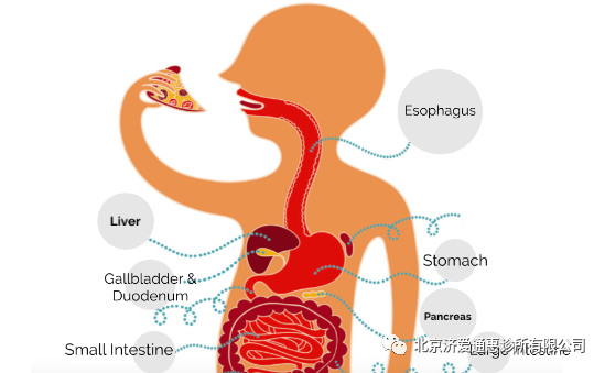 口腔、咽、食管、胃、十二指肠组成，下消化道由空肠、回肠和大肠组成。在口腔里，食物被牙齿切断、嚼碎成为