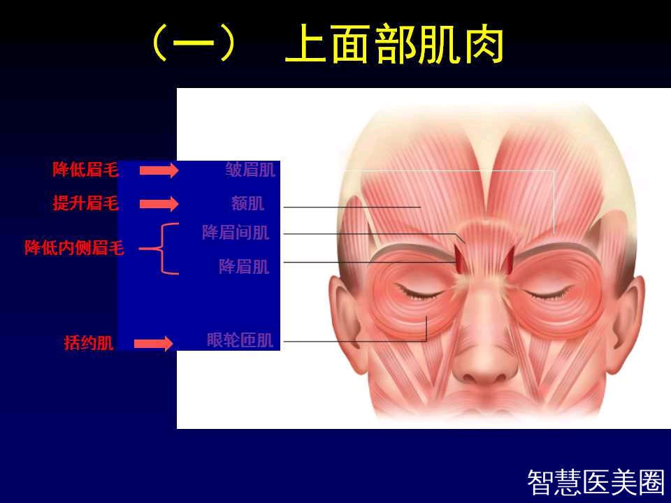 眉毛提肌图片