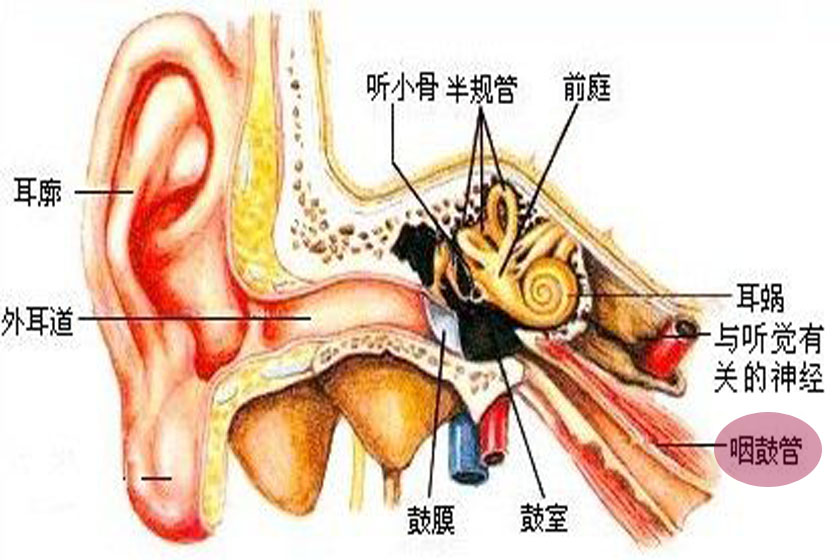 咽鼓管位置图图片