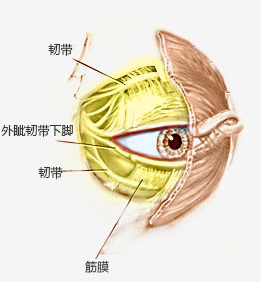 外眼角修复,恢复功能如初媚眼如初!