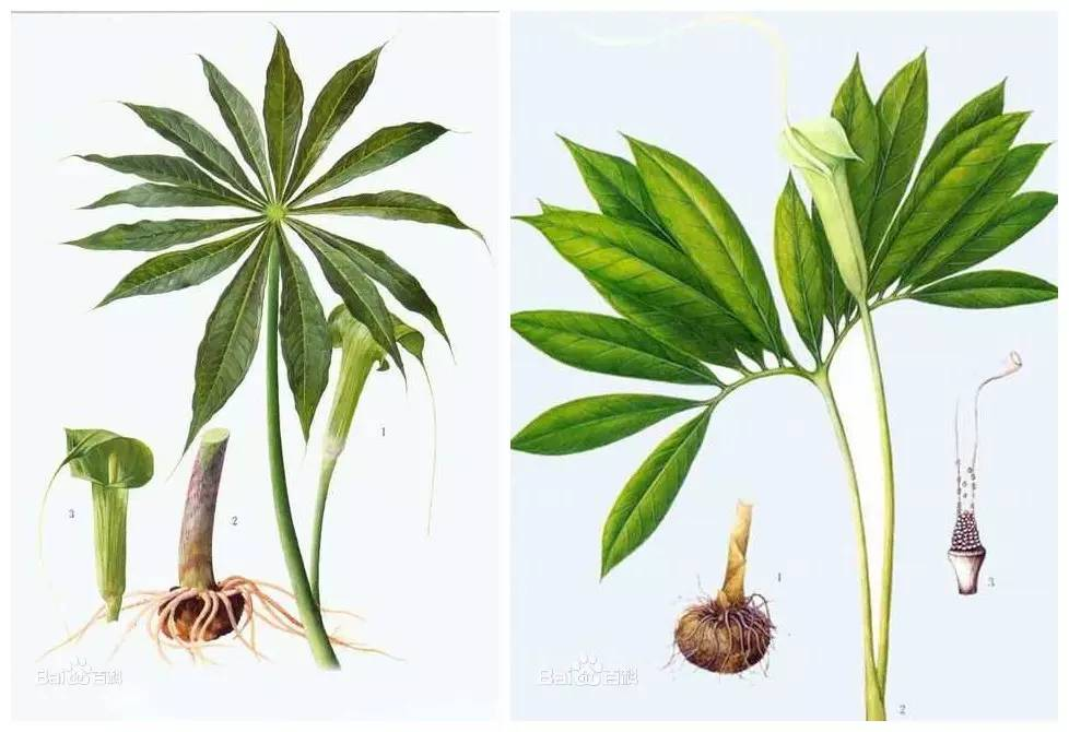 每天一味中草药：天南星，它是半夏的亲戚……_张会永_副主任医师_爱问健康