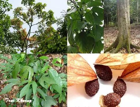 每天一味中草药:胖大海,人人皆知治咽炎,您知道它怎么长的吗?