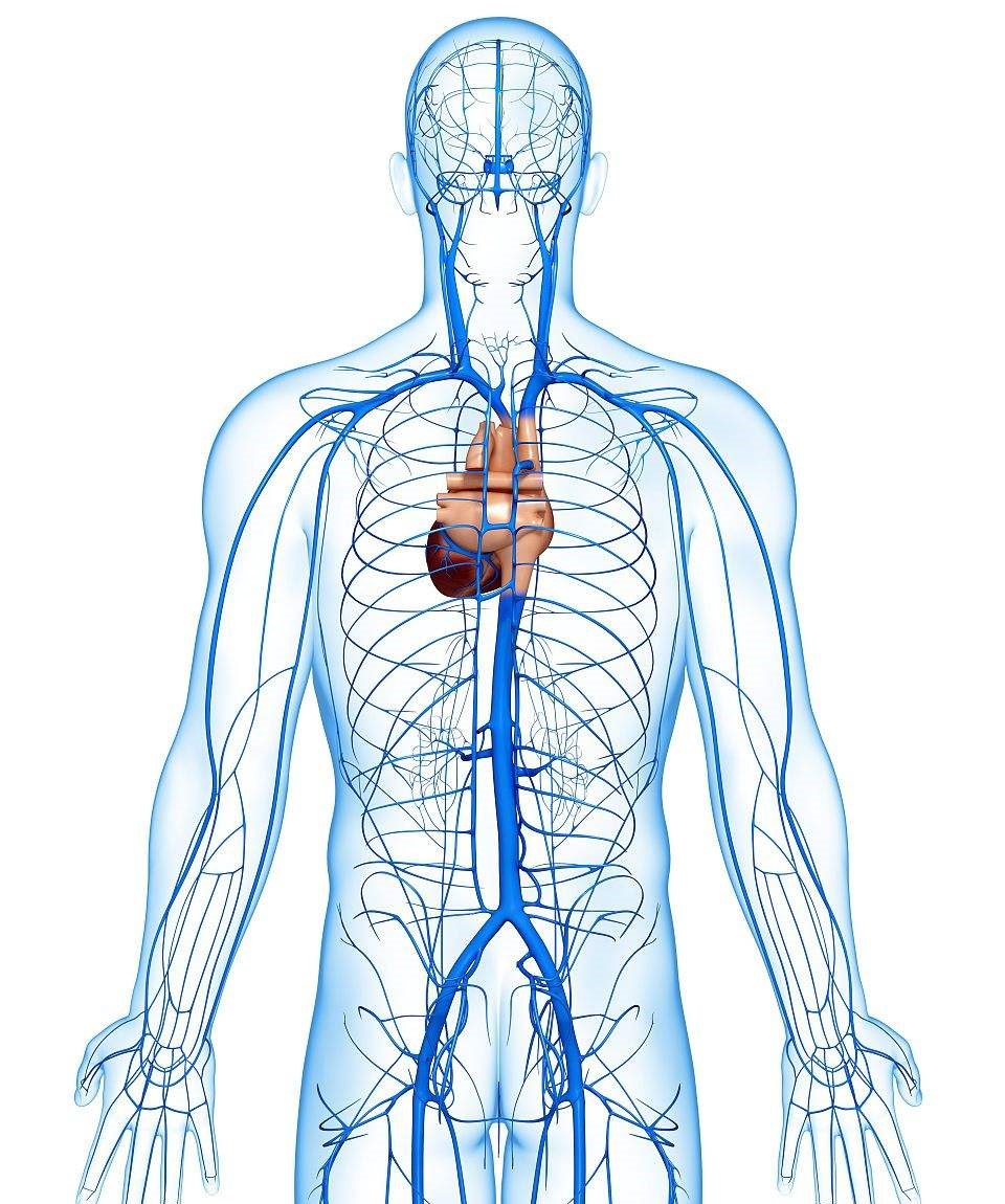 中心静脉压装置示意图图片
