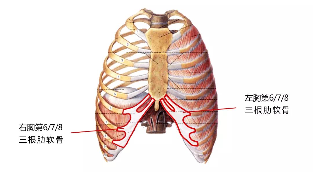 第六根肋骨的位置图片