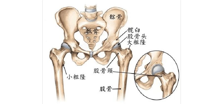 股骨颈解剖.jpg