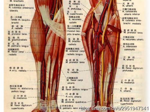 一 前臂解剖图高位尺动脉內瘘一般可以和头静脉