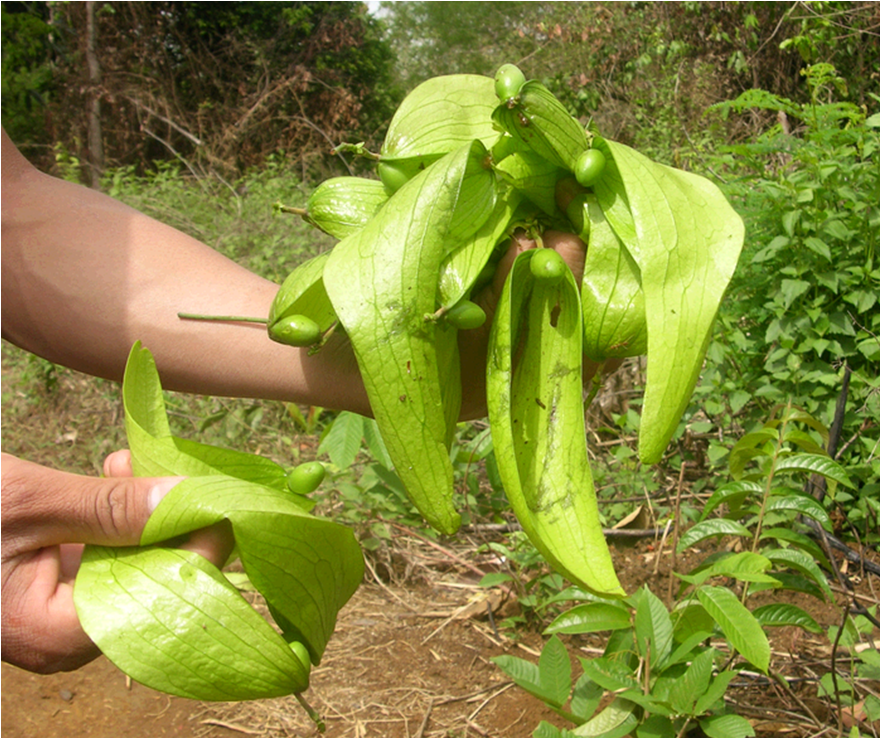 胖大海的叶子宽大,质地如革状,叶片有波纹,叶子有两种:一种椭圆,一种