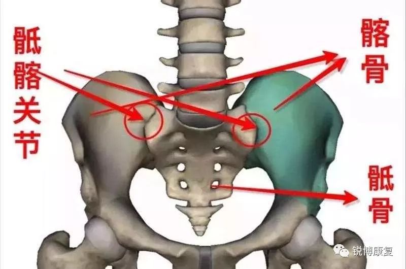 骶髂关节骶髂关节,藏匿在骨盆之中,由骶骨和髂骨的耳状关节面相对而成