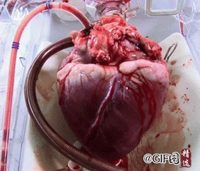 心脏是这样跳动的.gif