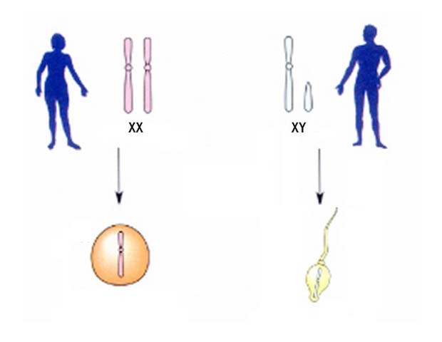 男性女性染色体图片图片
